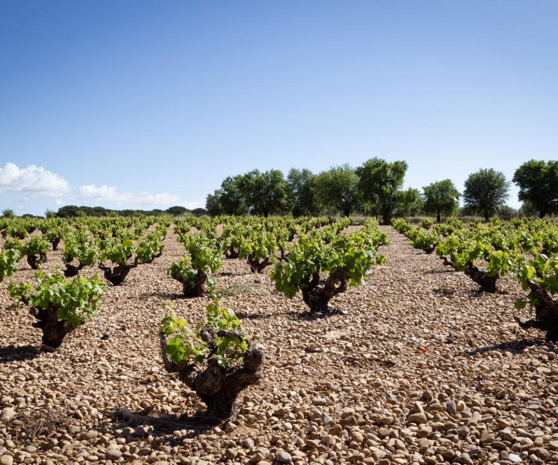Maridaje vinos Ribera del Júcar