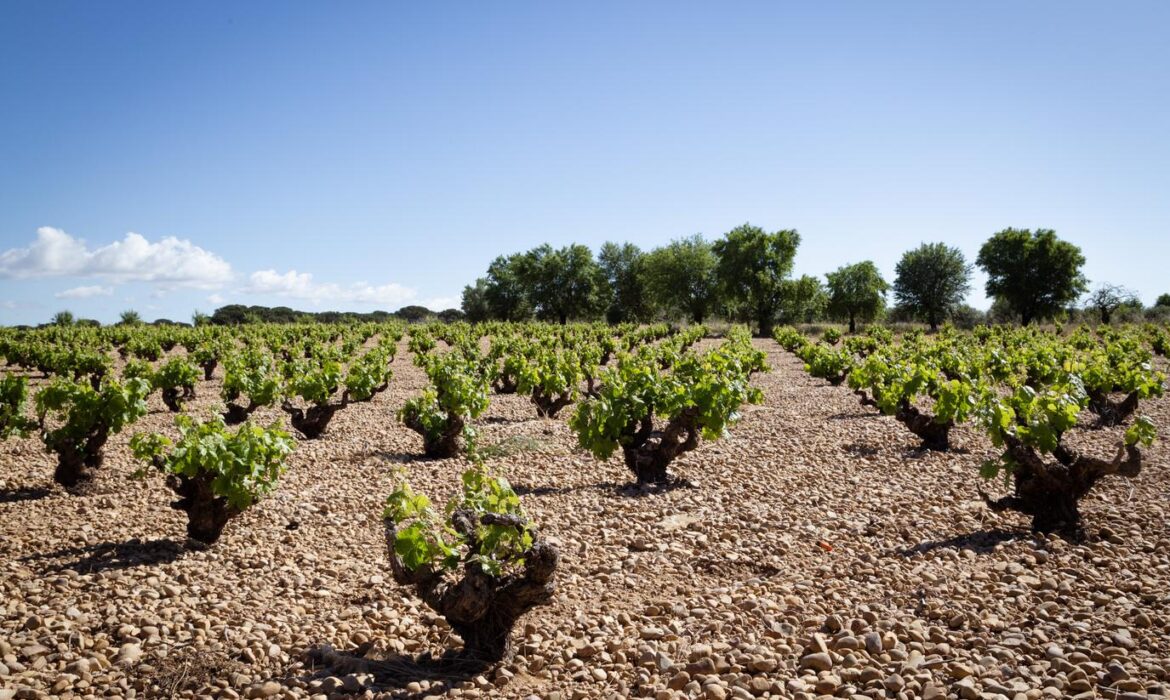 Maridaje vinos Ribera del Júcar