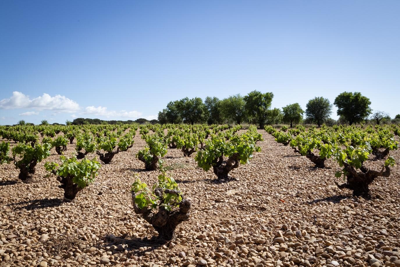 Maridaje vinos Ribera del Júcar