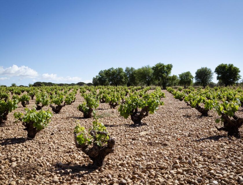 Maridaje vinos Ribera del Júcar